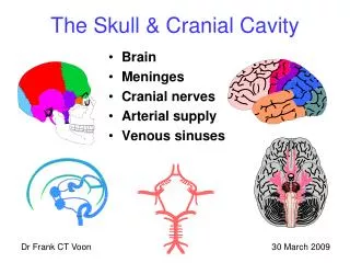 The Skull &amp; Cranial Cavity
