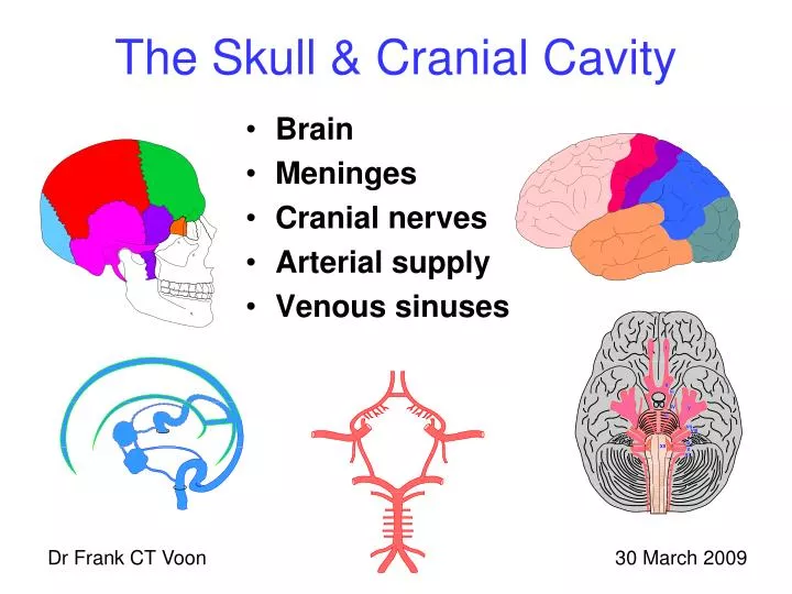the skull cranial cavity