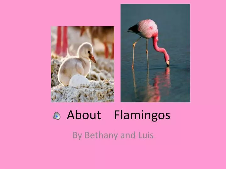 about flamingos
