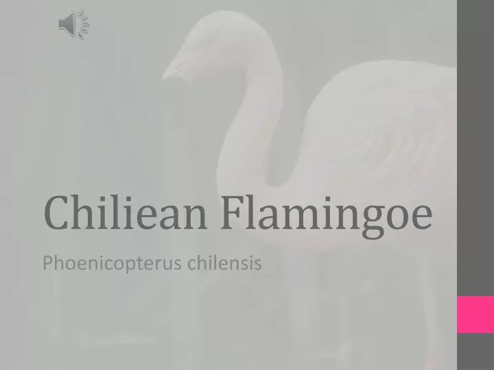chiliean flamingoe