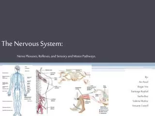 The Nervous System: Nerve Plexuses, Reflexes, and Sensory and Motor Pathways.