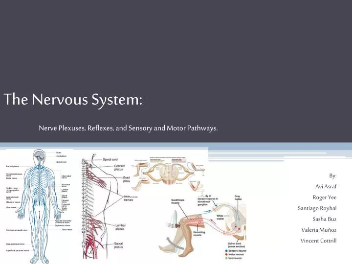 the nervous system nerve plexuses reflexes and sensory and motor pathways