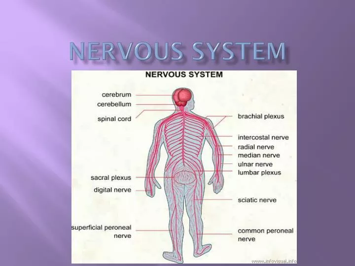 nervous system