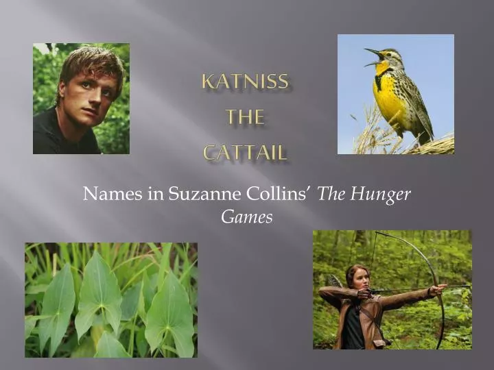 katniss the cattail
