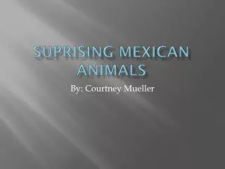 Suprising Mexican Animals