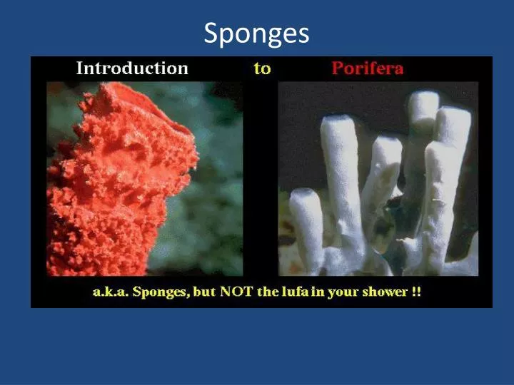 sponges