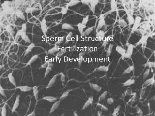 Sperm Cell Structure Fertilization Early Development