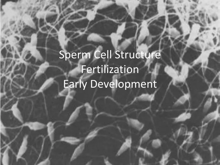 sperm cell structure fertilization early development