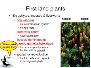 First land plants