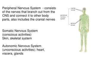 Peripheral Nervous System