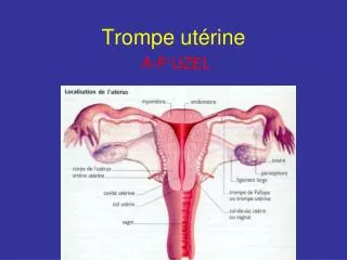 trompe ut rine