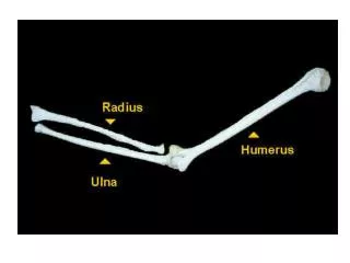 The humerus is a long bone in the arm that runs from the shoulder to the elbow .