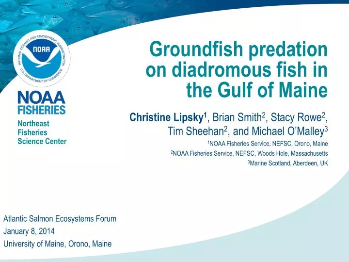 groundfish predation on diadromous fish in the gulf of maine
