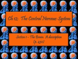Ch 12: The Central Nervous System