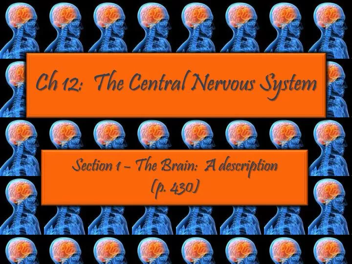 ch 12 the central nervous system