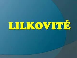 lilkovit