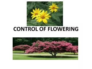 CONTROL OF FLOWERING