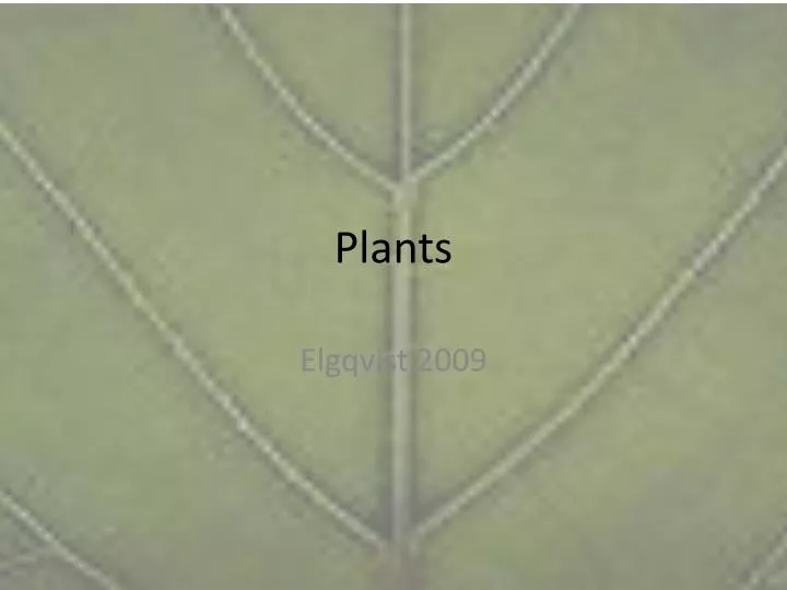 plants