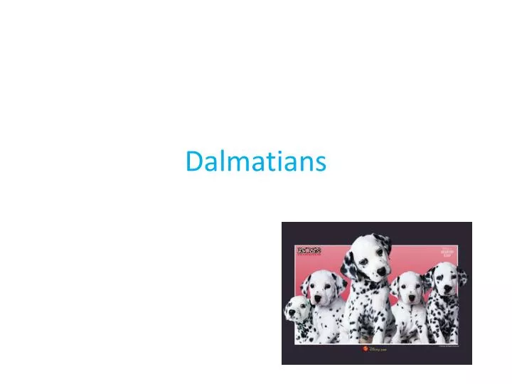 dalmatians