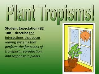 Plant Tropisms!