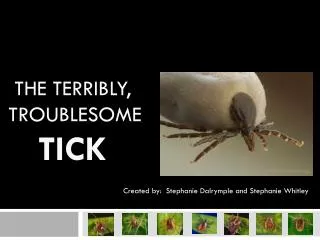 The Terribly, troublesome Tick