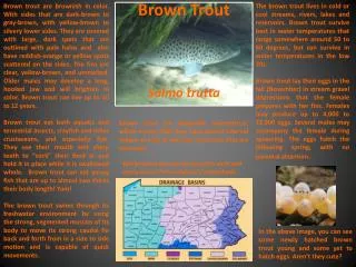Brown Trout Salmo trutta