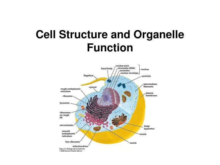 cell structure and organelle function