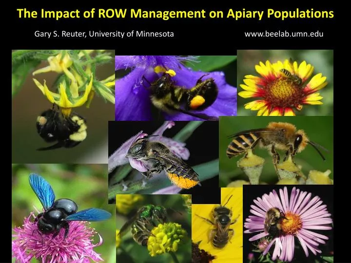 the impact of row management on apiary populations