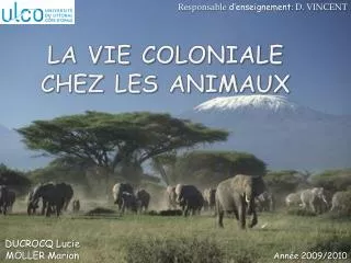 la vie coloniale chez les animaux