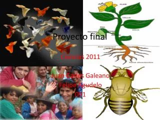 Proyecto final