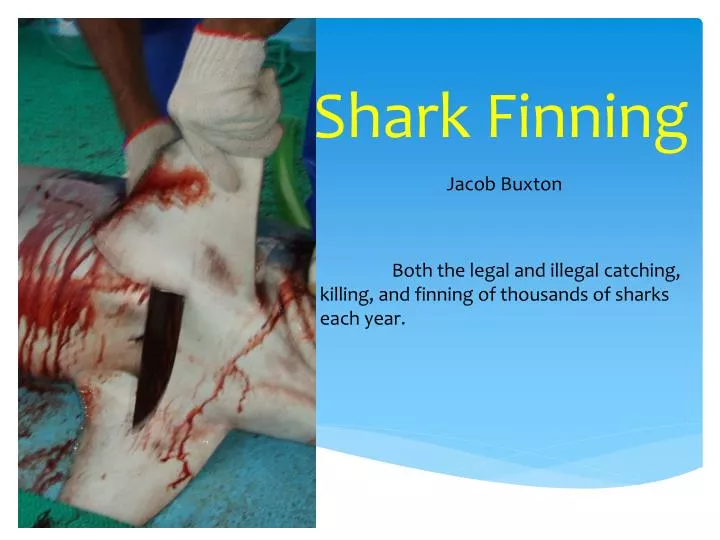 shark finning