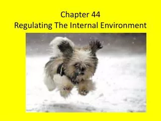 Chapter 44 Regulating The Internal Environment