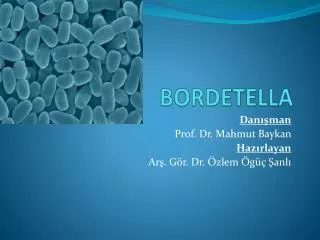 bordetella