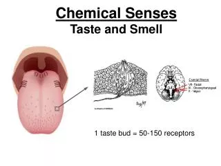 Chemical Senses Taste and Smell