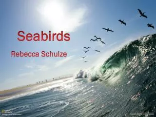 Seabirds