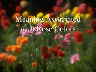 Meaning Associated with Rose Colors