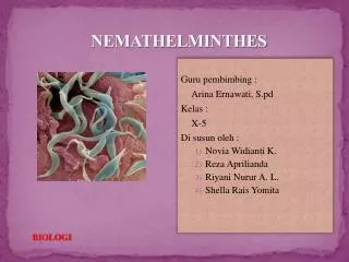 NEMATHELMINTHES