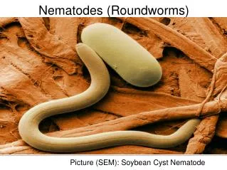 Nematodes (Roundworms)