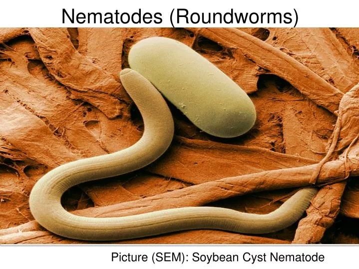 nematodes roundworms