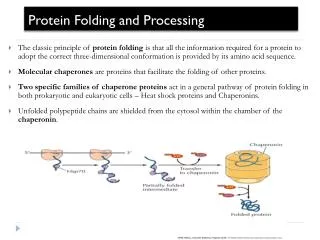 Protein Folding and Processing