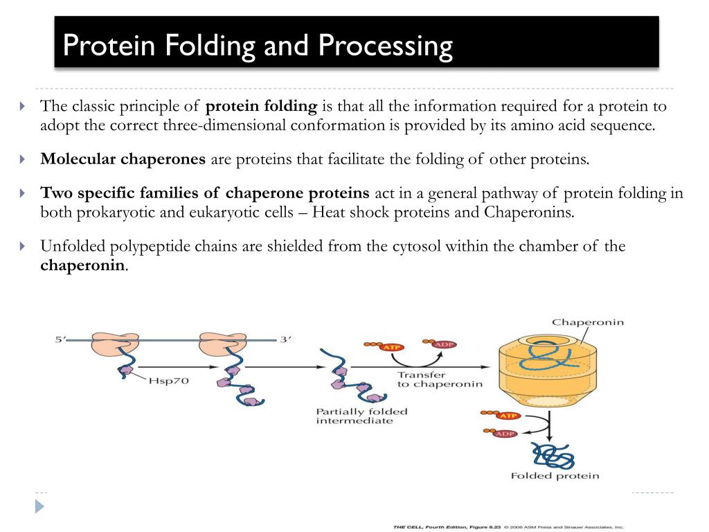 PPT - Protein Folding and Processing PowerPoint Presentation, free ...