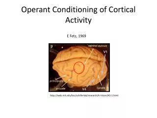 Operant Conditioning of Cortical Activity
