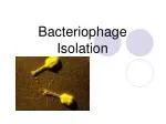 Bacteriophage Isolation - slide 1