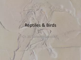Reptiles &amp; Birds