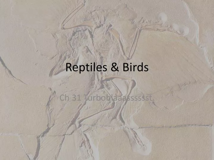 reptiles birds