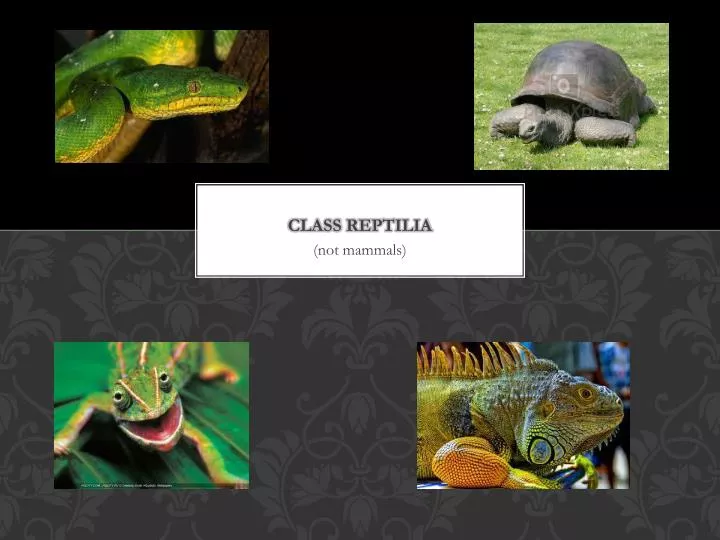 class reptilia