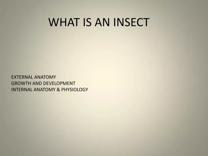 what is an insect