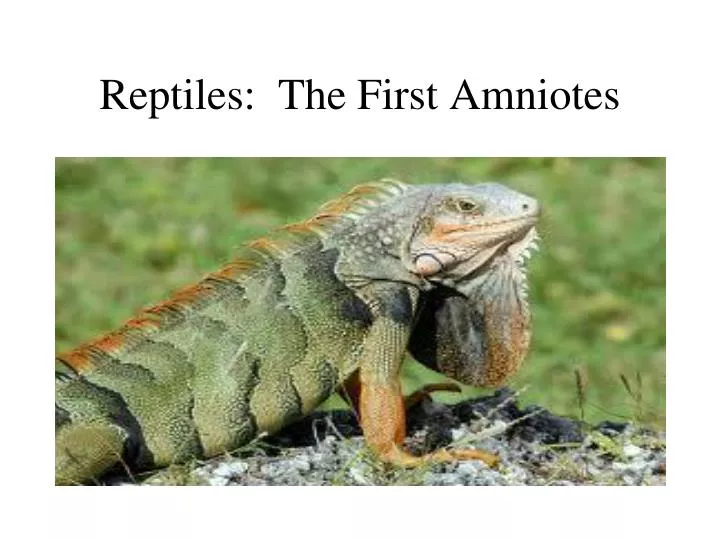 reptiles the first amniotes