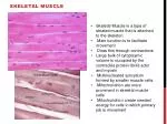Skeletal Muscle - slide 1