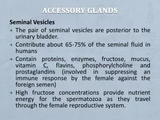Accessory Glands